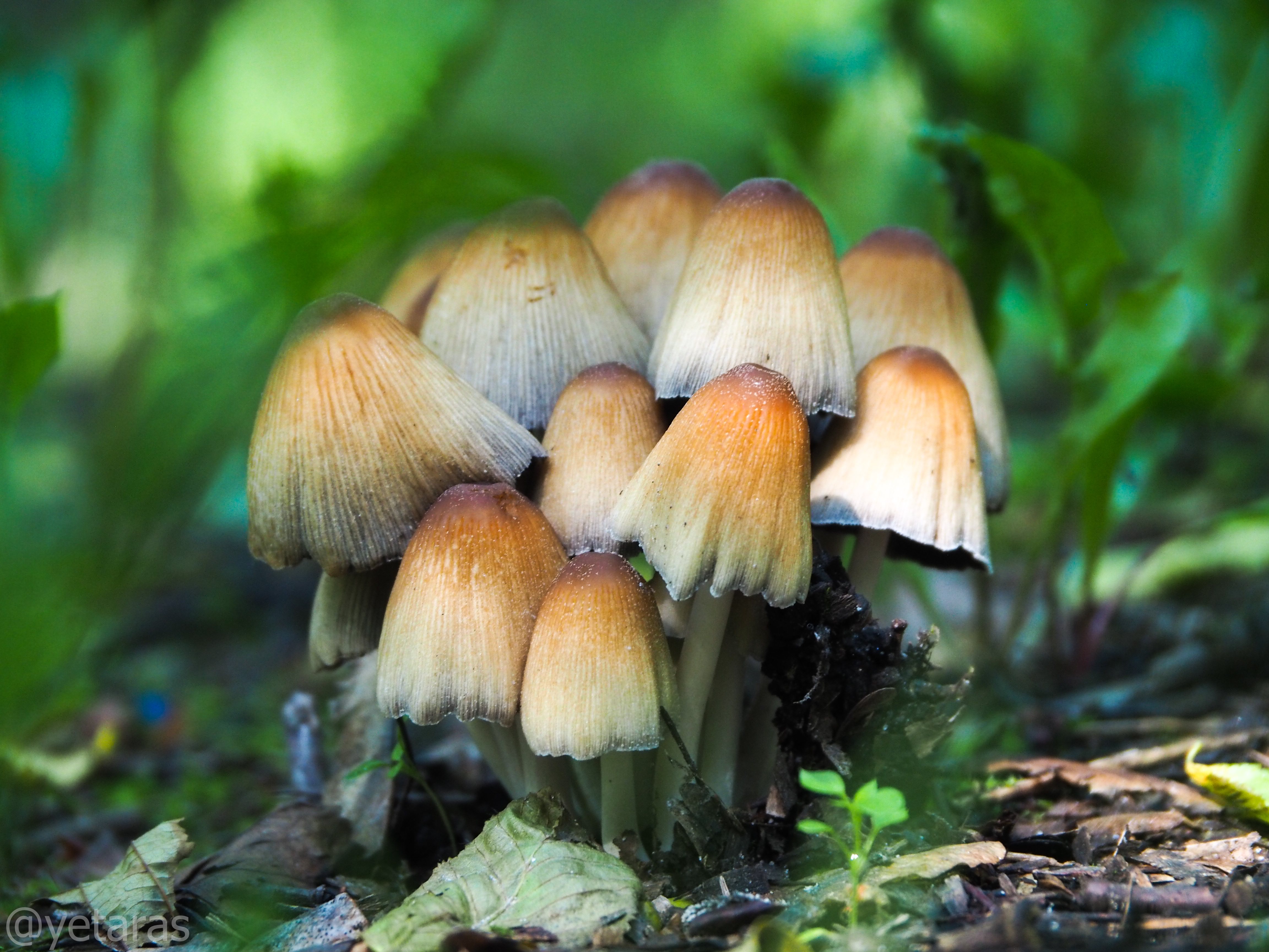 Уральские грибы поганки